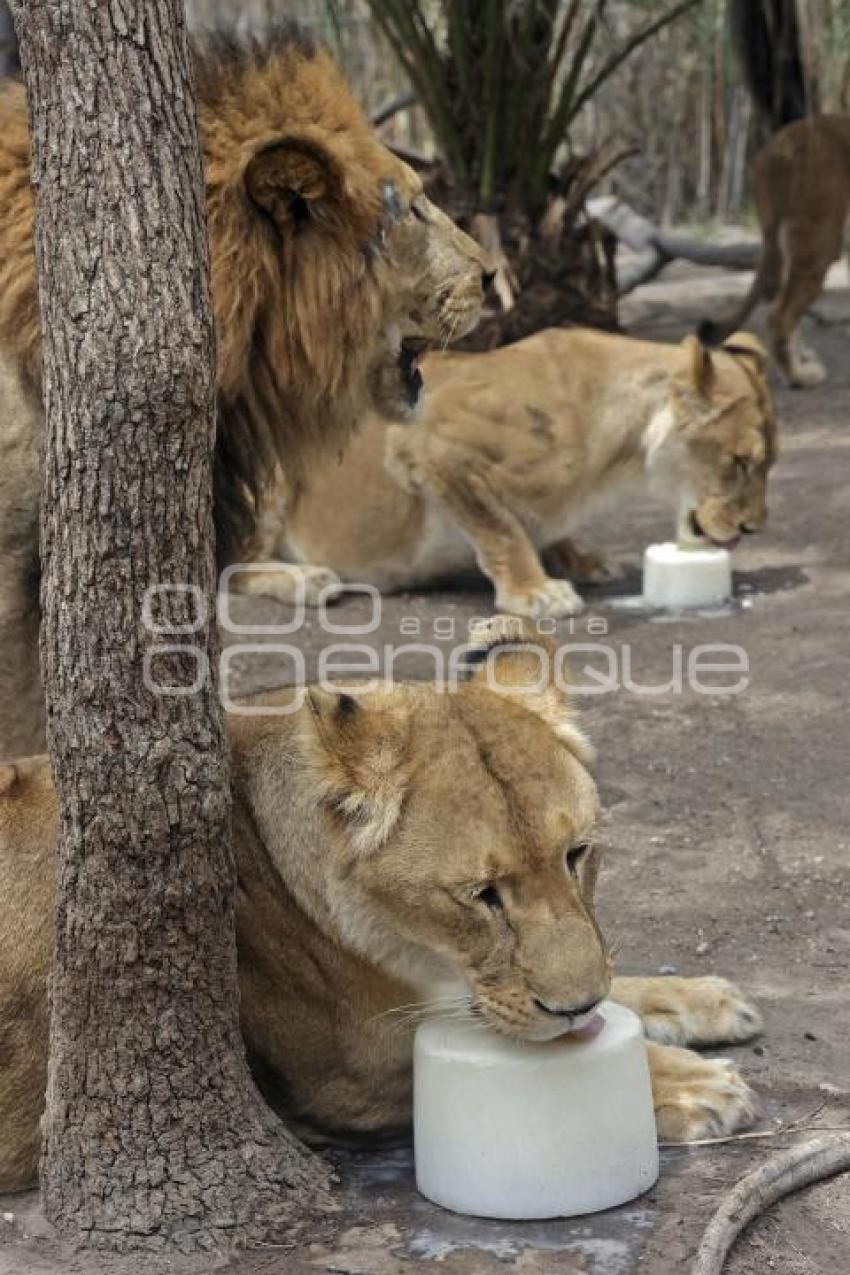 AFRICAM SAFARI