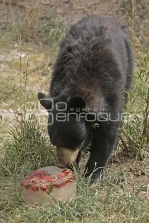 AFRICAM SAFARI