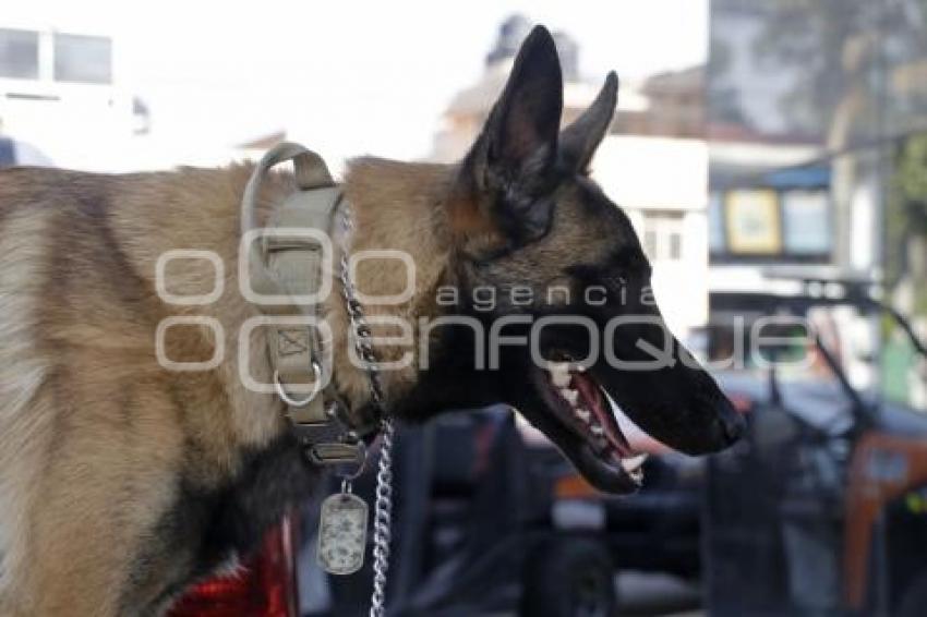 PROTECCIÓN CIVIL . RESCATE CANINO