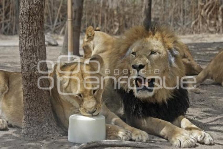 AFRICAM SAFARI