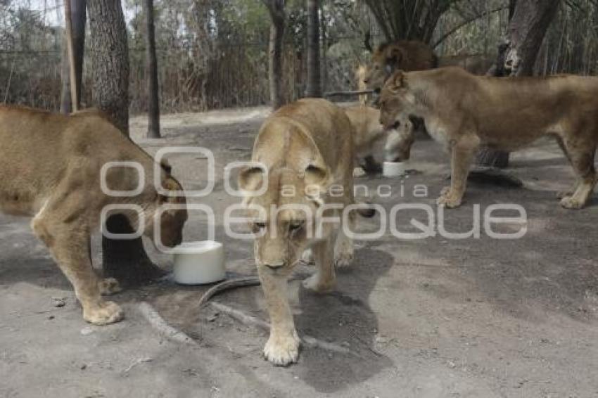 AFRICAM SAFARI