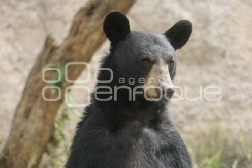 AFRICAM SAFARI