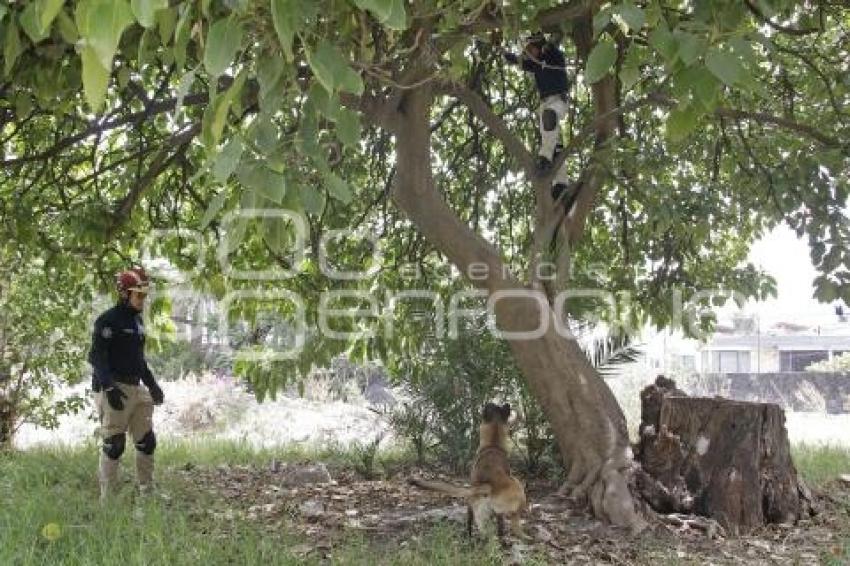 PROTECCIÓN CIVIL . RESCATE CANINO