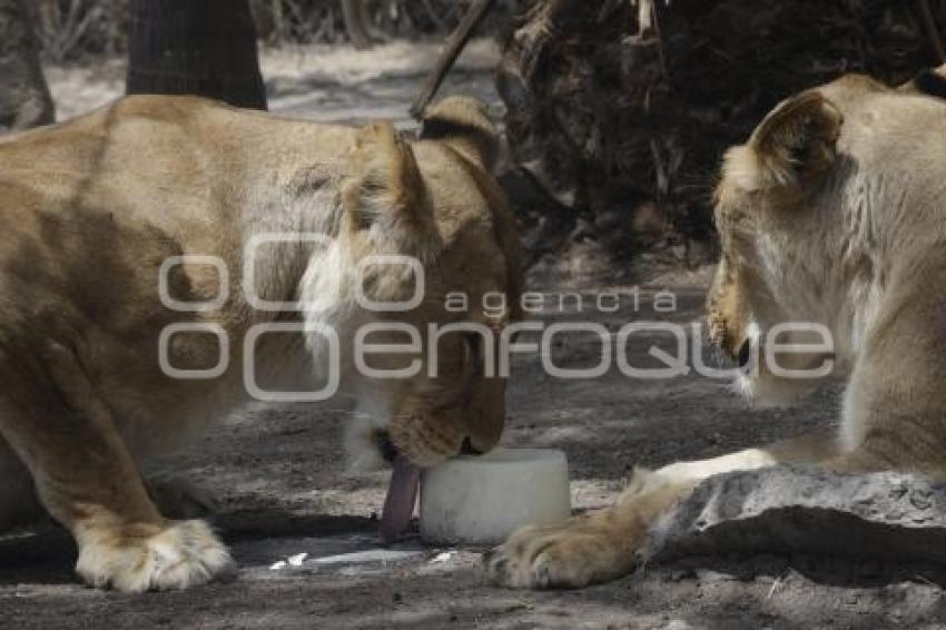 AFRICAM SAFARI