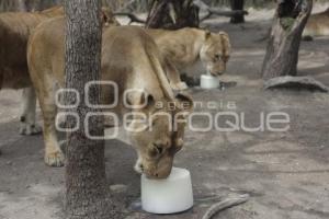 AFRICAM SAFARI