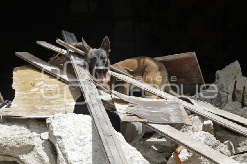 PROTECCIÓN CIVIL . RESCATE CANINO