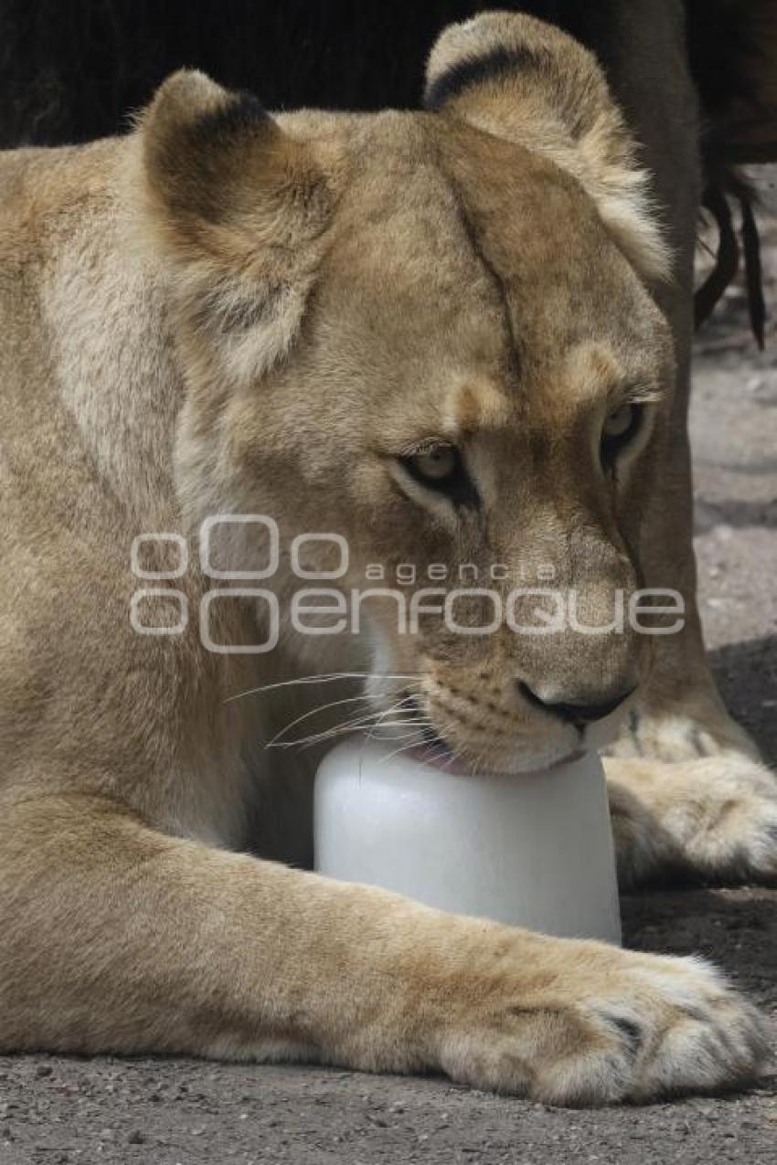 AFRICAM SAFARI