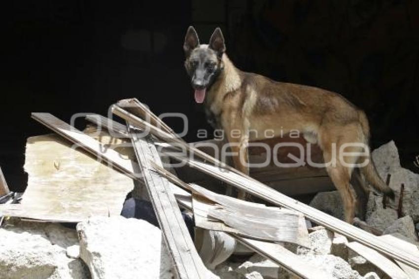 PROTECCIÓN CIVIL . RESCATE CANINO