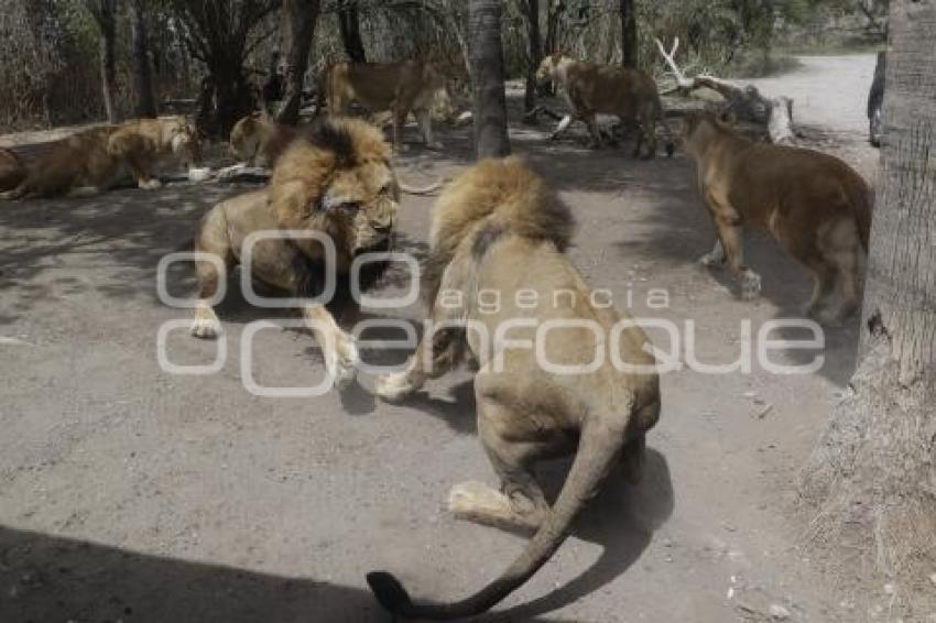 AFRICAM SAFARI