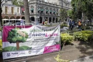 AYUNTAMIENTO . ÁRBOLES ZÓCALO