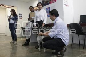 DIF MUNICIPAL . PERROS DE TERAPIA