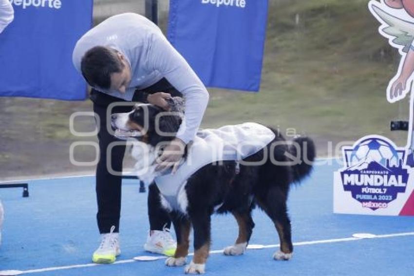 AYUNTAMIENTO . CONTIGO Y TUS PERRITOS