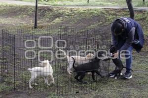 AYUNTAMIENTO . CONTIGO Y TUS PERRITOS