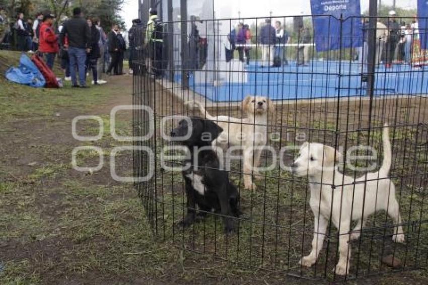 AYUNTAMIENTO . CONTIGO Y TUS PERRITOS