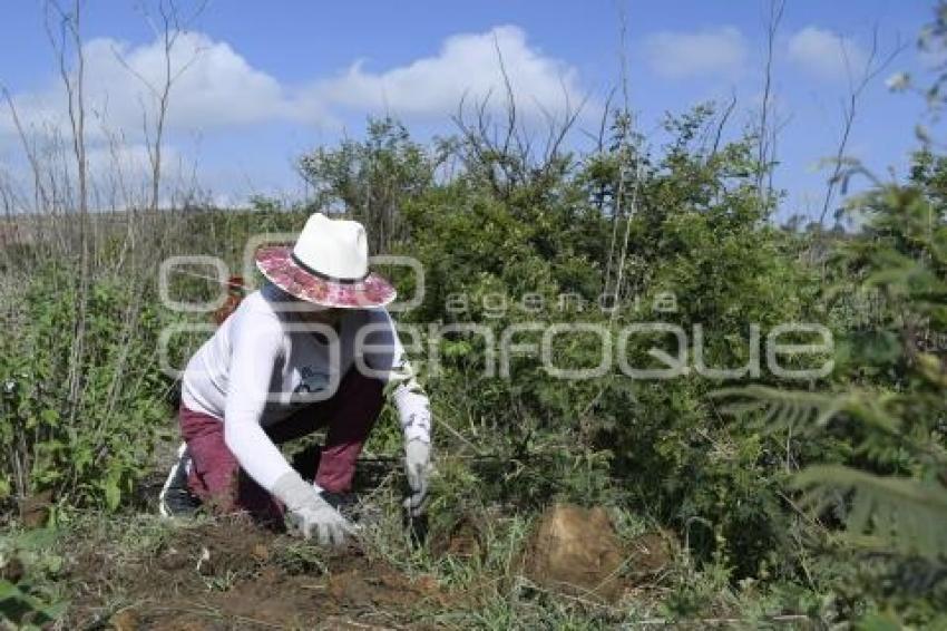 TLAXCALA . REFORESTACIÓN