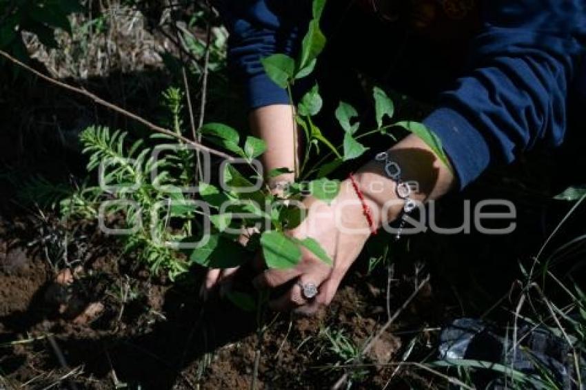 TLAXCALA . REFORESTACIÓN