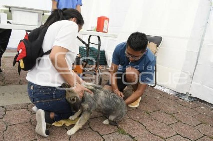 TLAXCALA . ESTERILIZACIÓN MASCOTAS