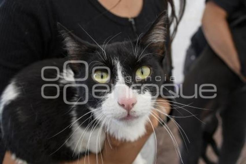 TLAXCALA . ESTERILIZACIÓN MASCOTAS