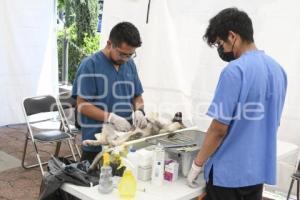 TLAXCALA . ESTERILIZACIÓN MASCOTAS