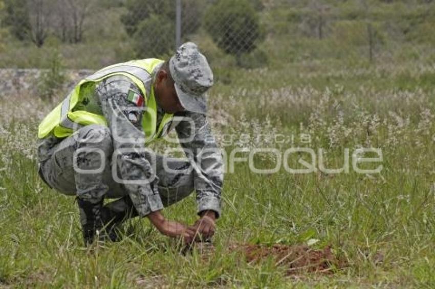 GUARDIA NACIONAL . REFORESTACIÓN