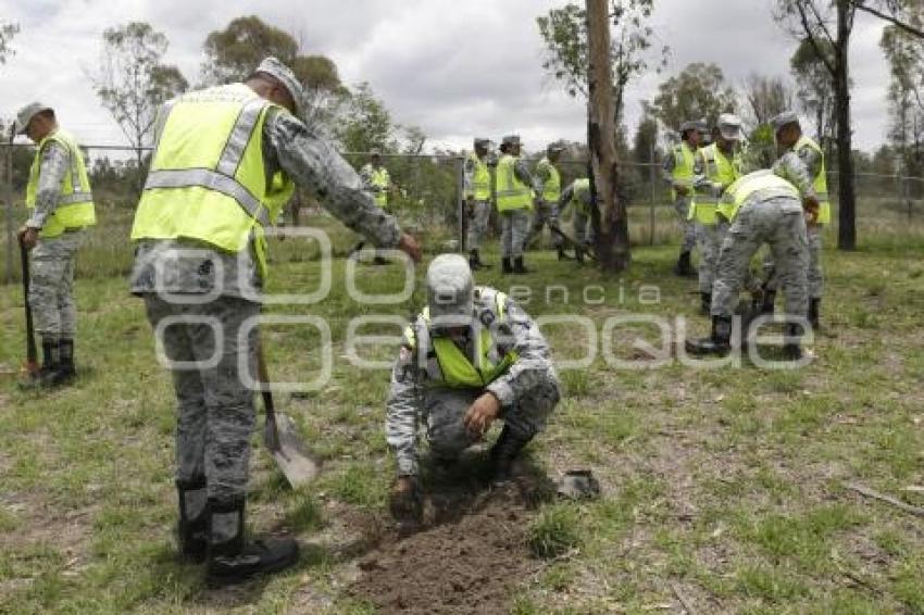 GUARDIA NACIONAL . REFORESTACIÓN