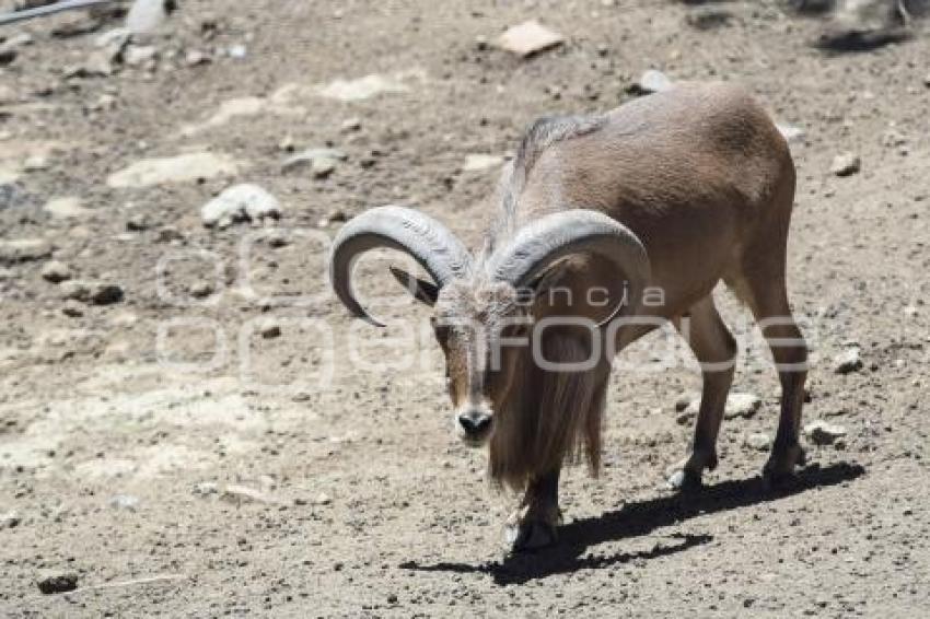 TLAXCALA . ZOOLÓGICO