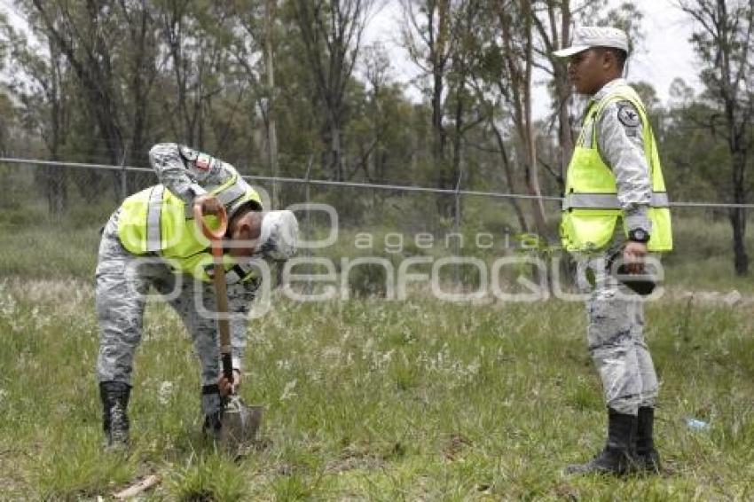 GUARDIA NACIONAL . REFORESTACIÓN