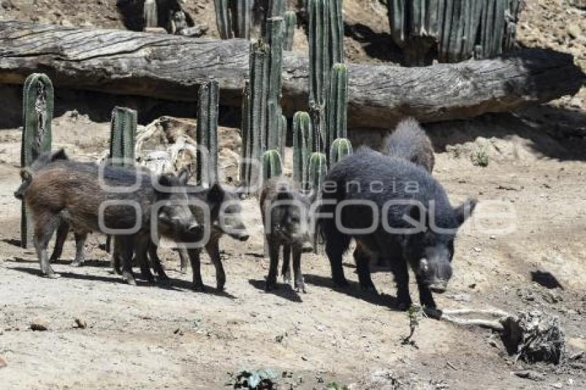 TLAXCALA . ZOOLÓGICO