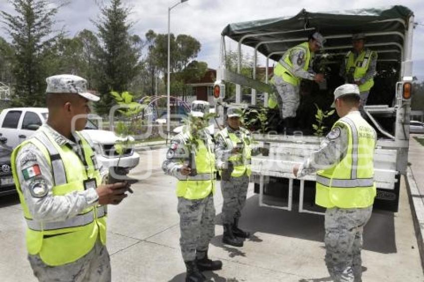 GUARDIA NACIONAL . REFORESTACIÓN