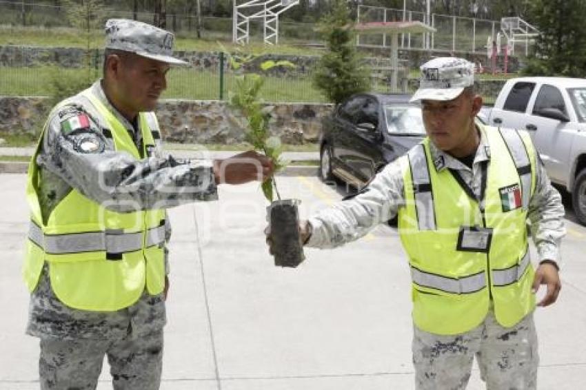 GUARDIA NACIONAL . REFORESTACIÓN