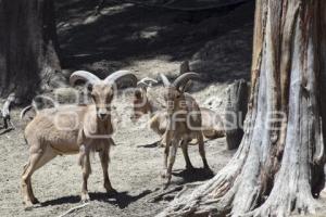 TLAXCALA . ZOOLÓGICO