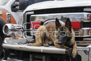 PC . CANINO PRIMEROS AUXILIOS