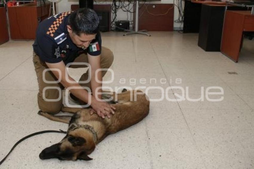 PC . CANINO PRIMEROS AUXILIOS