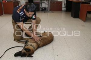 PC . CANINO PRIMEROS AUXILIOS