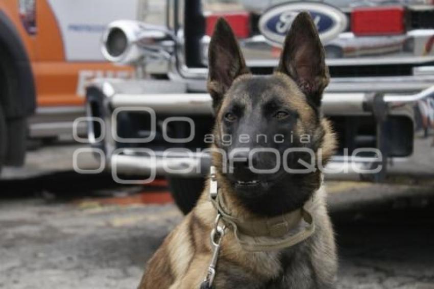 PC . CANINO PRIMEROS AUXILIOS