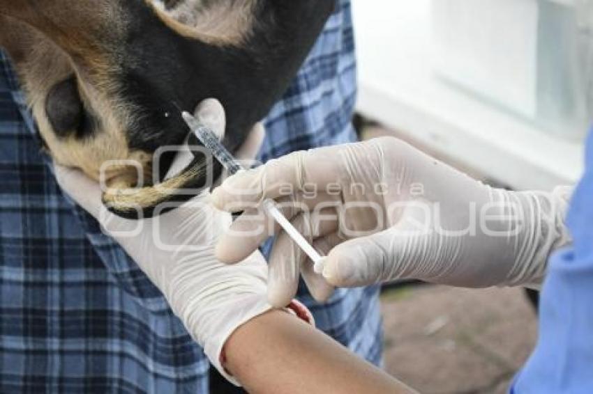 TLAXCALA . JORNADA ESTERILIZACIÓN