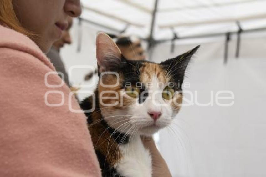 TLAXCALA . JORNADA ESTERILIZACIÓN