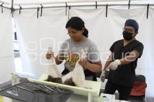 TLAXCALA . JORNADA ESTERILIZACIÓN