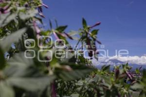 VOLCÁN POPOCATÉPETL