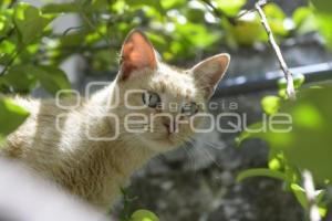 TLAXCALA . DÍA INTERNACIONAL GATO