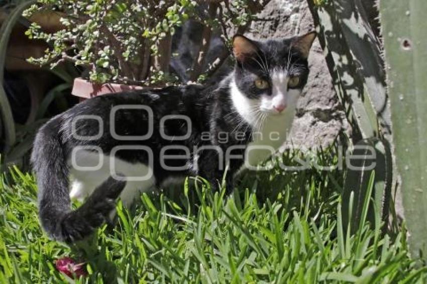 DÍA INTERNACIONAL DEL GATO