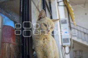 TLAXCALA . DÍA INTERNACIONAL GATO