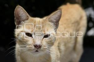 TLAXCALA . DÍA INTERNACIONAL GATO