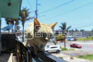 TLAXCALA . DÍA INTERNACIONAL GATO