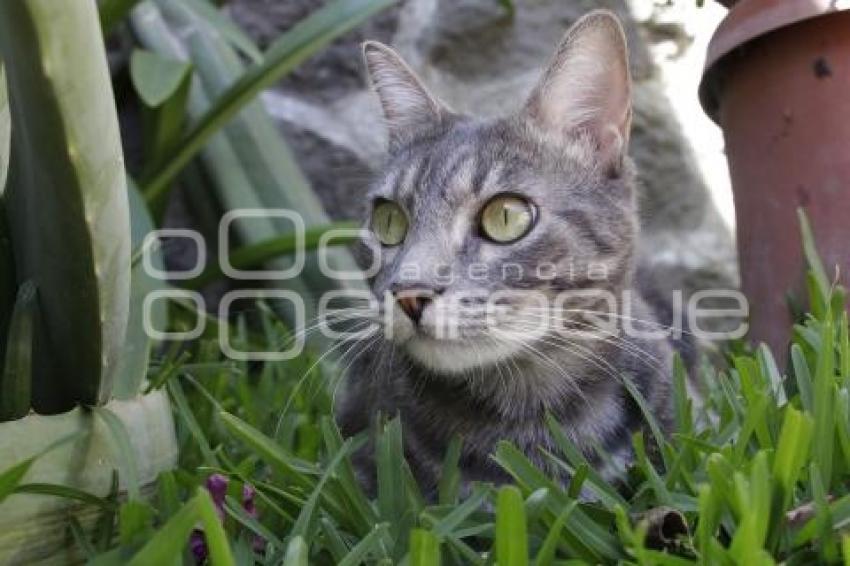 DÍA INTERNACIONAL DEL GATO