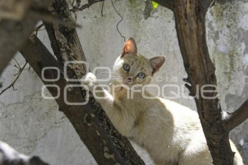 TLAXCALA . DÍA INTERNACIONAL GATO