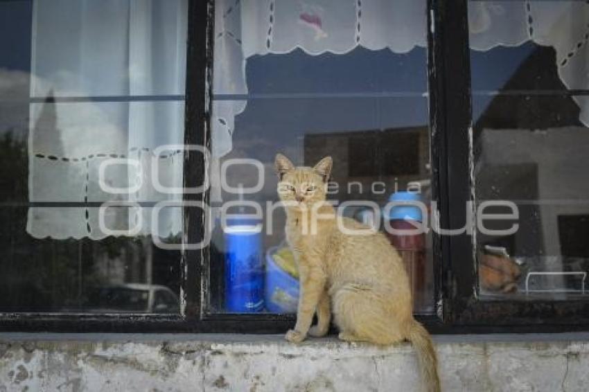 TLAXCALA . DÍA INTERNACIONAL GATO