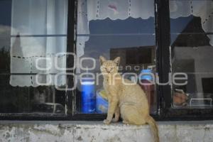 TLAXCALA . DÍA INTERNACIONAL GATO