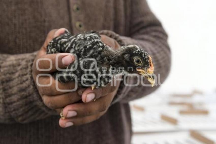 TLAXCALA . ENTREGA APOYO AVES