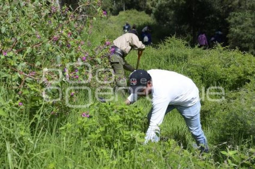 TLAXCALA . REFORESTACIÓN